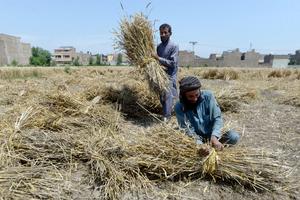 PAKISTAN-PESHAWAR-TRIGO-COSECHA