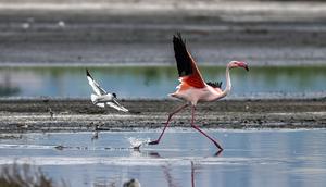 CHINA-SHANXI-YUNCHENG-LAGO SALADO-AVES