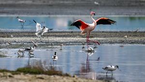CHINA-SHANXI-YUNCHENG-LAGO SALADO-AVES