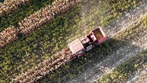 CHINA-OTOÑO-CULTIVOS-COSECHA