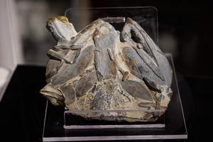 CHINA-BEIJING-ANTIGUOS FOSILES DE PECES CHINOS-EVOLUCION "PEZ A HUMANO"