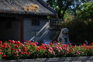 CHINA-BEIJING-ROSA CHINA-CALLE-DECORACION