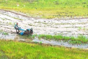 CHINA-PRIMAVERA-AGRICULTURA