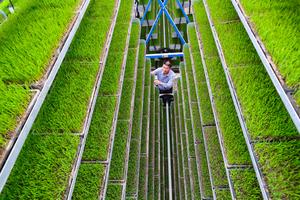CHINA-PRIMAVERA-AGRICULTURA