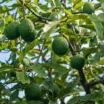 KENIA-AGUACATE-TEMPORADA DE COSECHA