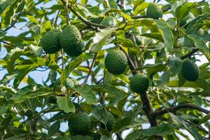 KENIA-AGUACATE-TEMPORADA DE COSECHA