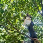 KENIA-AGUACATE-TEMPORADA DE COSECHA