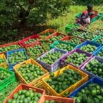 KENIA-AGUACATE-TEMPORADA DE COSECHA