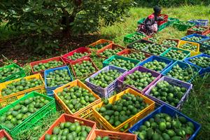 KENIA-AGUACATE-TEMPORADA DE COSECHA