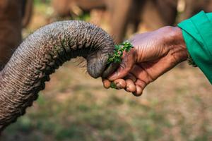 KENIA-PARQUES NACIONALES-DIA MUNDIAL DEL ELEFANTE