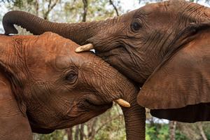 KENIA-PARQUES NACIONALES-DIA MUNDIAL DEL ELEFANTE