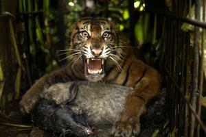 INDONESIA-SUMATRA OCCIDENTAL-TIGRE DE SUMATRA-CAPTURA