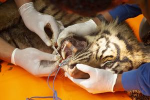 INDONESIA-SUMATRA OCCIDENTAL-TIGRE DE SUMATRA-CAPTURA