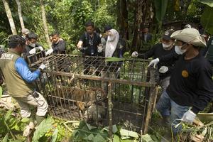 INDONESIA-SUMATRA OCCIDENTAL-TIGRE DE SUMATRA-CAPTURA