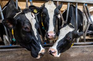 PAISES BAJOS-WARMOND-PRIMAVERA-VACAS-PRODUCCION LECHERA