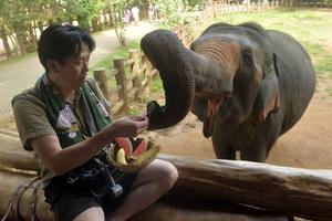 SRI LANKA-PINNAWALA-DIA MUNDIAL DEL ELEFANTE-ORFANATO DE ELEFANTES