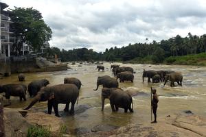 SRI LANKA-PINNAWALA-DIA MUNDIAL DEL ELEFANTE-ORFANATO DE ELEFANTES