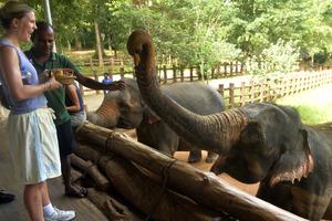 SRI LANKA-PINNAWALA-DIA MUNDIAL DEL ELEFANTE-ORFANATO DE ELEFANTES