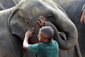 SRI LANKA-PINNAWALA-DIA MUNDIAL DEL ELEFANTE-ORFANATO DE ELEFANTES