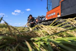 CHINA-HEILONGJIANG-ARROZ-COSECHA