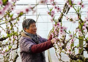 CHINA-HEBEI-TANGSHAN-INSTALACION AGRICOLA-REVITALIZACION RURAL