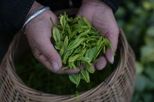 CHINA-ZHEJIANG-ANJI-TE BLANCO