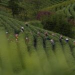 CHINA-ZHEJIANG-ANJI-TE BLANCO