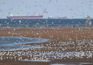 CHINA-HEBEI-QINHUANGDAO-GAVIOTAS