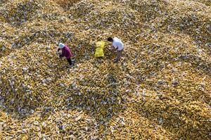 CHINA-TRABAJO AGRICOLA