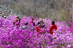 RUSIA-PRIMORSKY KRAI-RODODENDROS