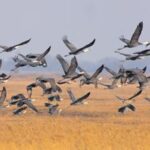 CHINA-HEILONGJIANG-AVES MIGRATORIAS