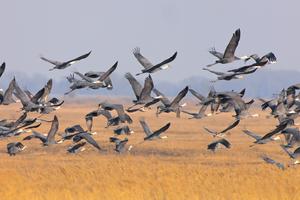 CHINA-HEILONGJIANG-AVES MIGRATORIAS