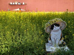 CHINA-BEIJING-FLORES DE COLZA