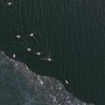 CHINA-HEILONGJIANG-AVES MIGRATORIAS