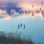 CHINA-HEILONGJIANG-AVES MIGRATORIAS