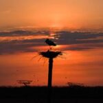 CHINA-HEILONGJIANG-AVES MIGRATORIAS