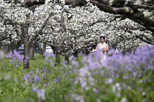 CHINA-ANHUI-DANGSHAN-PRIMAVERA-FLORES DE PERAL