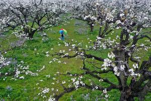 CHINA-ANHUI-DANGSHAN-PRIMAVERA-FLORES DE PERAL