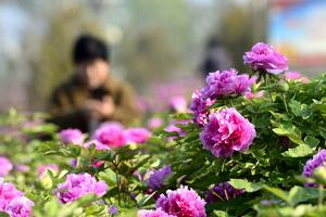 CHINA-PRIMAVERA-FLORES