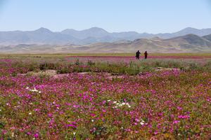 CHILE-COPIAPO-DESIERTO-FLORECIMIENTO