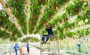 CHINA-SHANDONG-SHOUGUANG-EXPOSICION DE HORTALIZAS-PREPARATIVOS