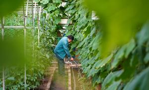 CHINA-SHANDONG-SHOUGUANG-EXPOSICION DE HORTALIZAS-PREPARATIVOS