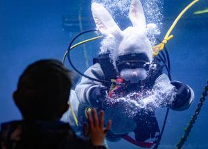 CANADA-VANCOUVER-ACUARIO-CONEJO BUCEADOR