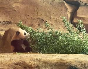 INDONESIA-CRIA DE PANDA-DEBUT PUBLICO