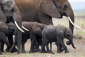 KENIA-DIA MUNDIAL DE LOS ANIMALES-VIDA SILVESTRE