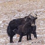 CHINA-XIZANG-GLACIAR ZANGSER KANGRI-DIA MUNDIAL DE LOS GLACIARES