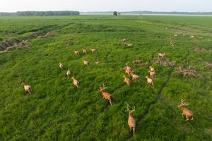 CHINA-HUBEI-SHISHOU-CIERVOS MILU