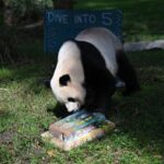 EEUU-WASHINGTON D. C.-PANDA GIGANTE BAO LI-CUMPLEAÑOS