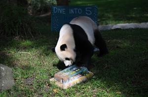 EEUU-WASHINGTON D. C.-PANDA GIGANTE BAO LI-CUMPLEAÑOS
