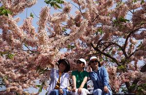 CHINA-PRIMAVERA-FLORES